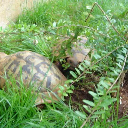 Ferienwohnung-ginkgo-a3 * Banjole